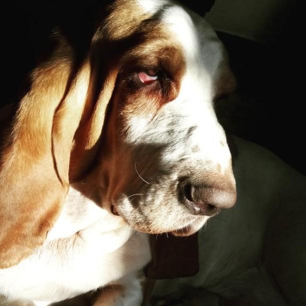 16 ways in which security folks are(n’t) like&nbsp;puppies